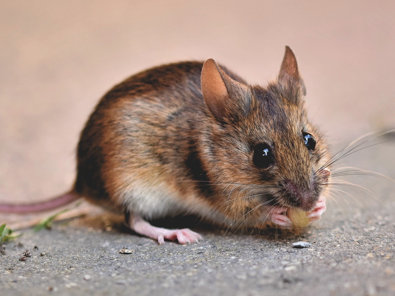 ratón