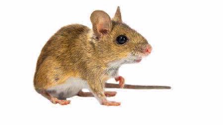 Desratizaciones plaga de ratón Apodemus sylvaticus