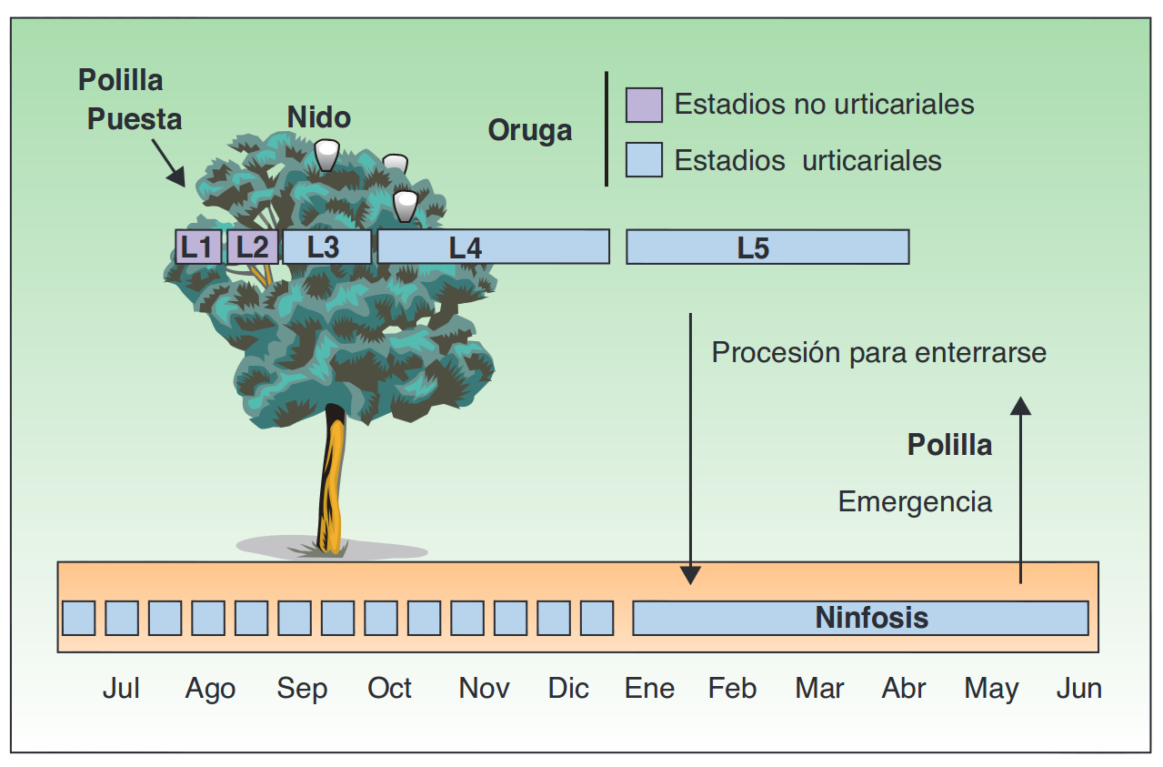 ciclo de vida procesionaria del pino