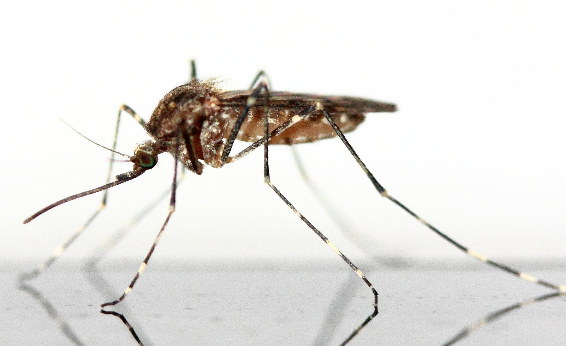 desinsectacion-mosquito