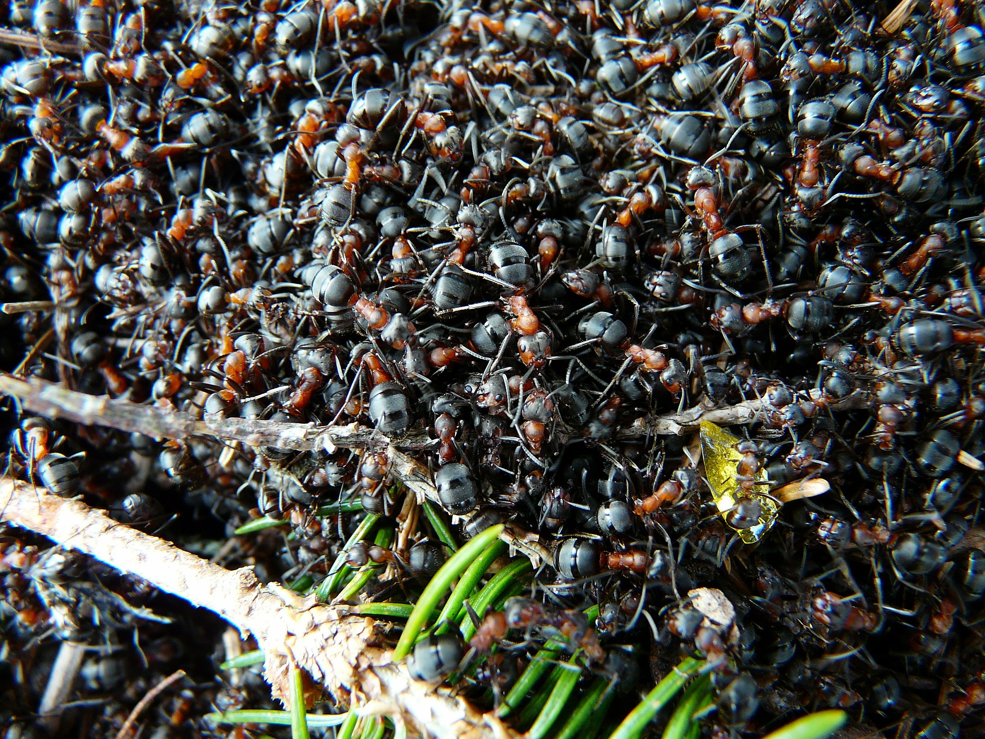 fumigar plaga de hormigas