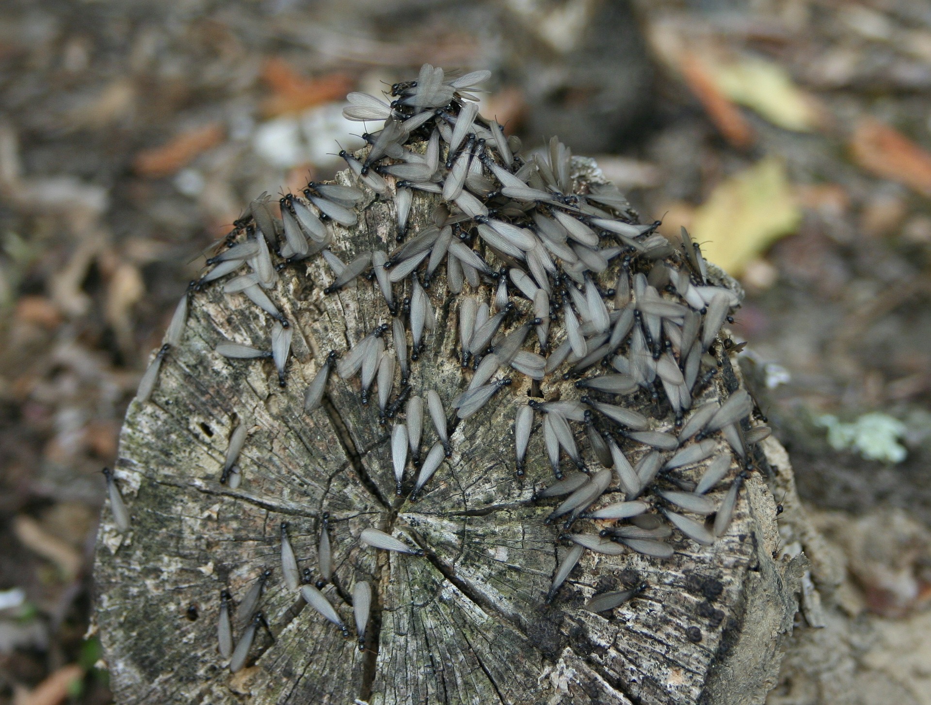 termitas aladas