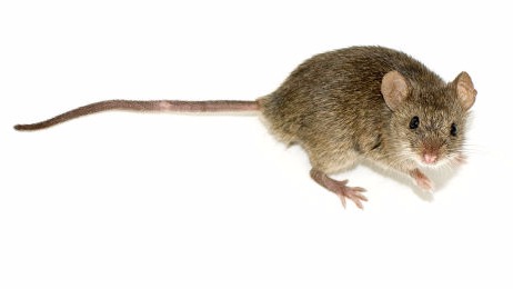 Desratizaciones plaga de ratón Mus músculus