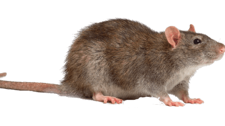 Desratizaciones plaga de ratón Rattus novérgicus